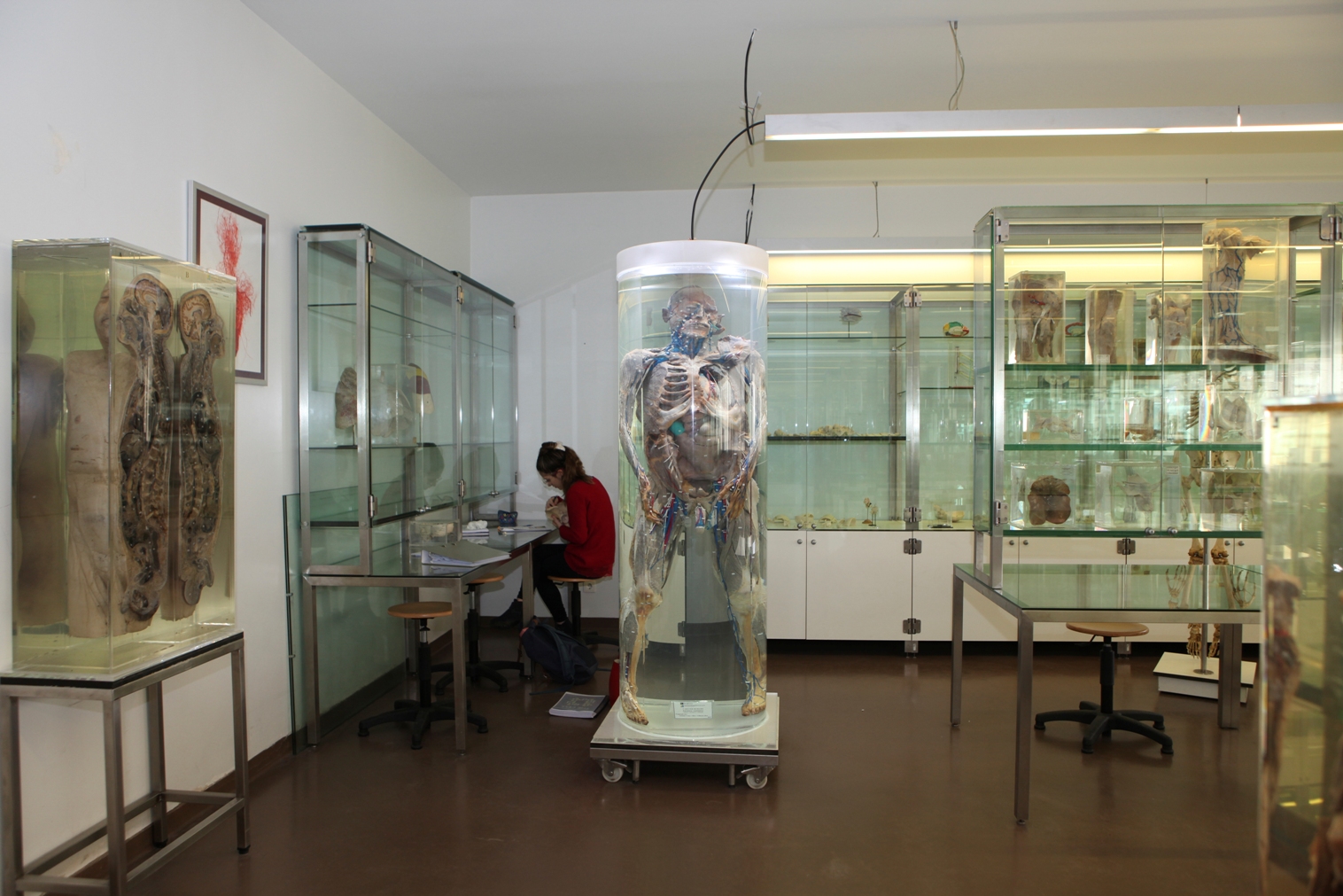 Museu de Anatomia Prof. Nuno Grande do ICBAS - Museus e Centros Temáticos