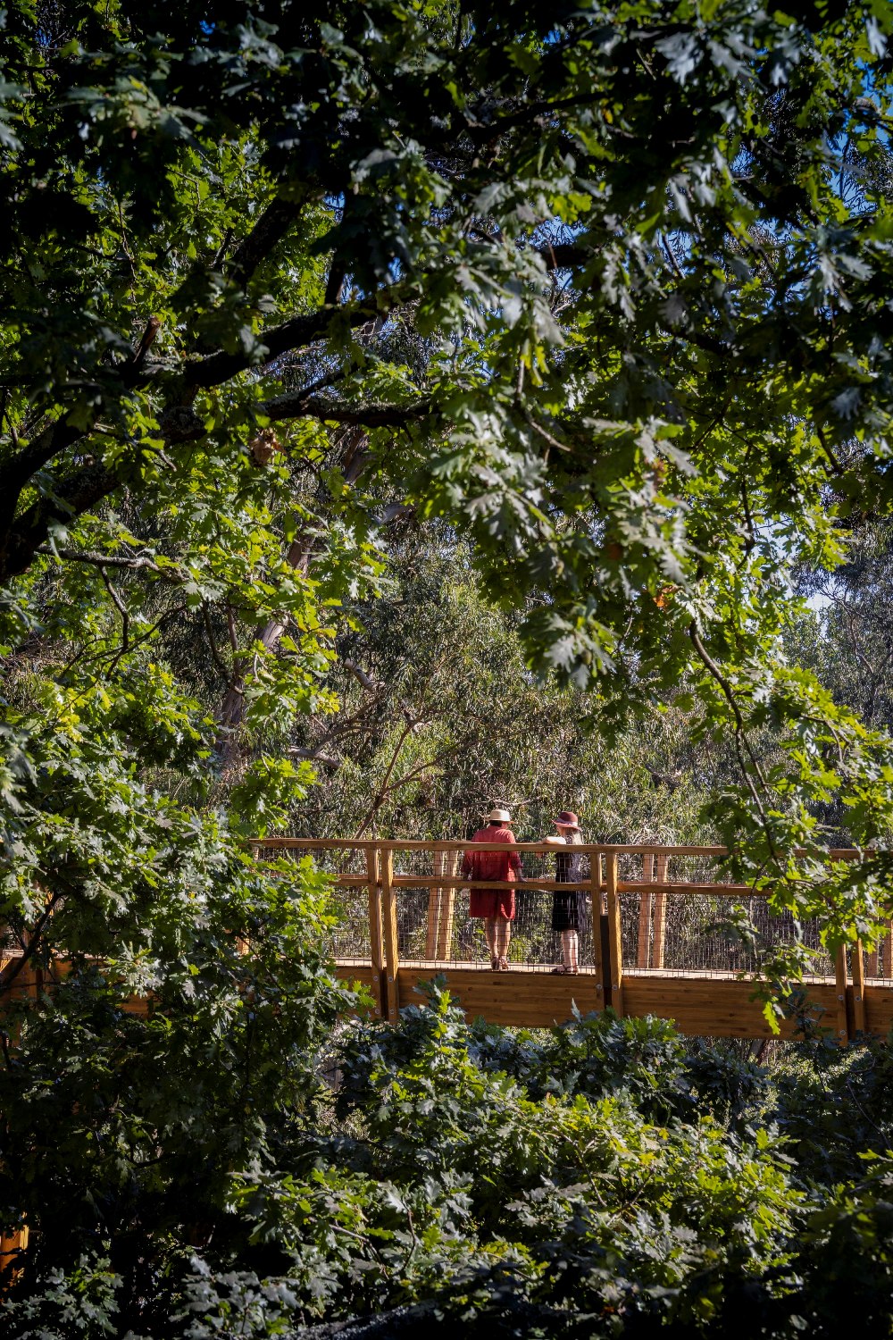 Treetop Walk - Gardens and Parks