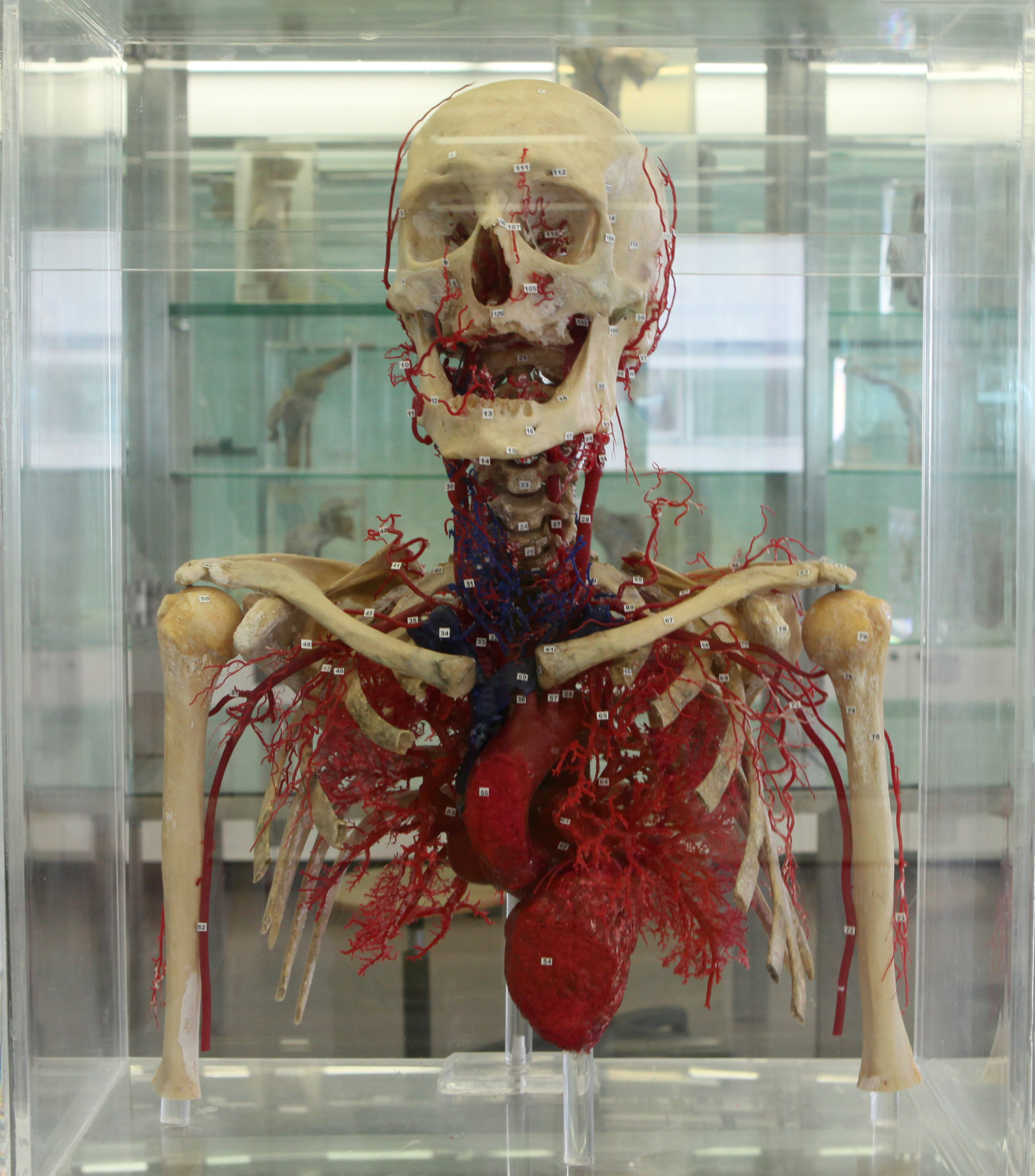 Museu de Anatomia Prof. Nuno Grande do ICBAS