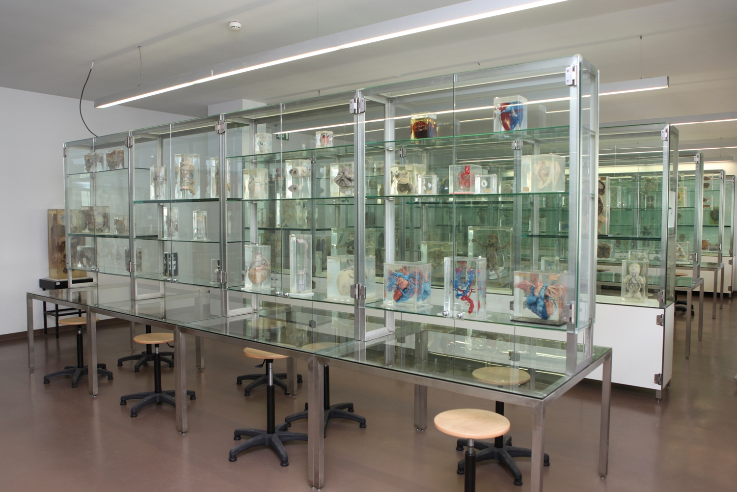 Museu de Anatomia Prof. Nuno Grande do ICBAS - Museus e Centros Temáticos