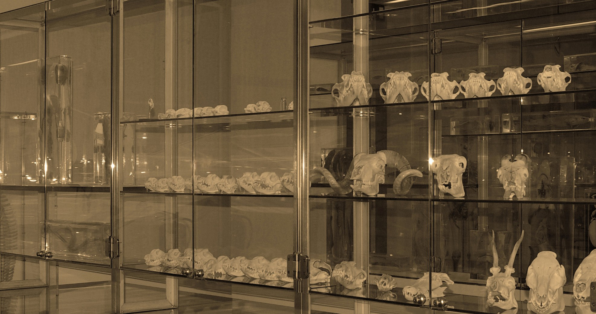 Museu de Anatomia Prof. Nuno Grande do ICBAS  - Museums & Thematic Centres