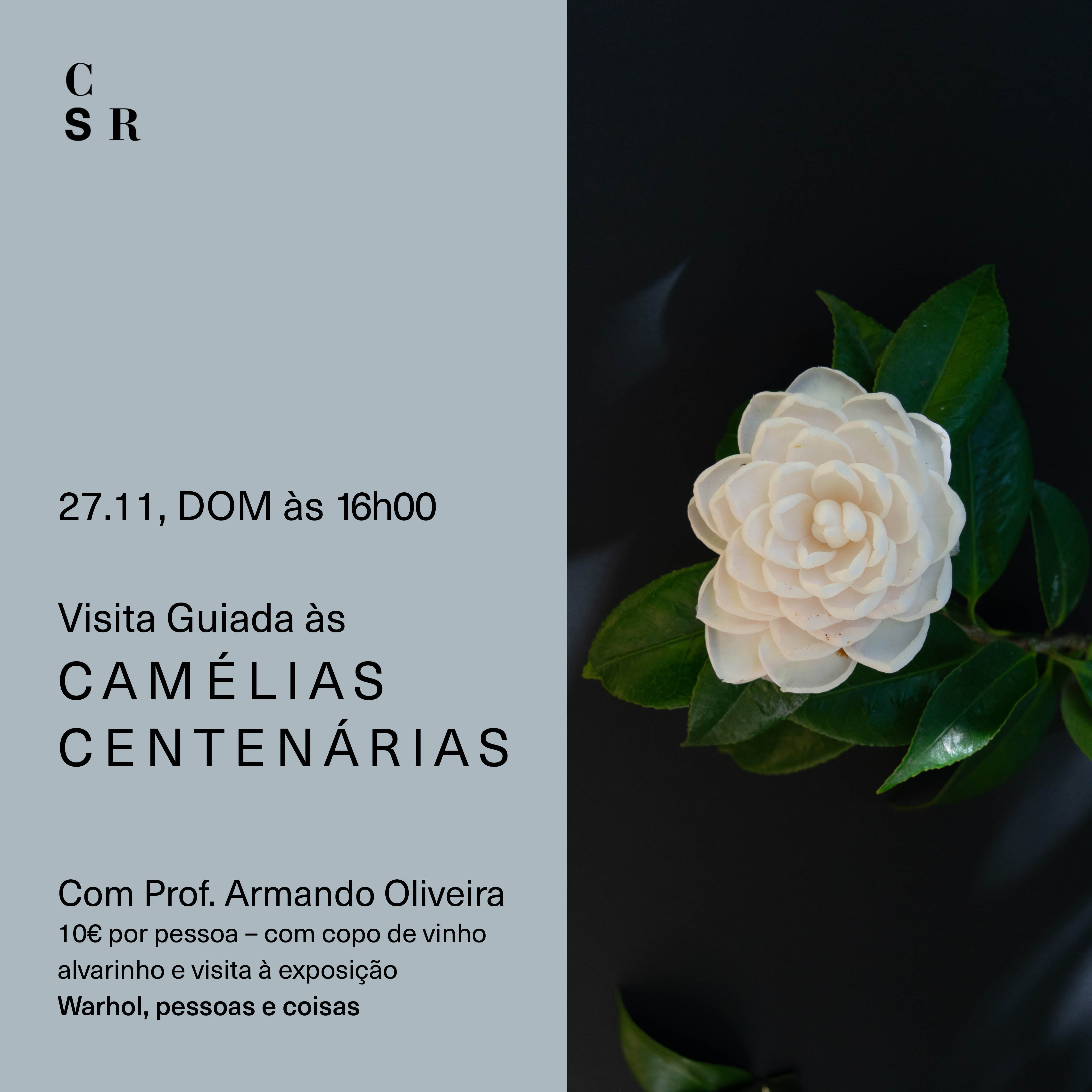 Hundred-year-old Camelias - Event