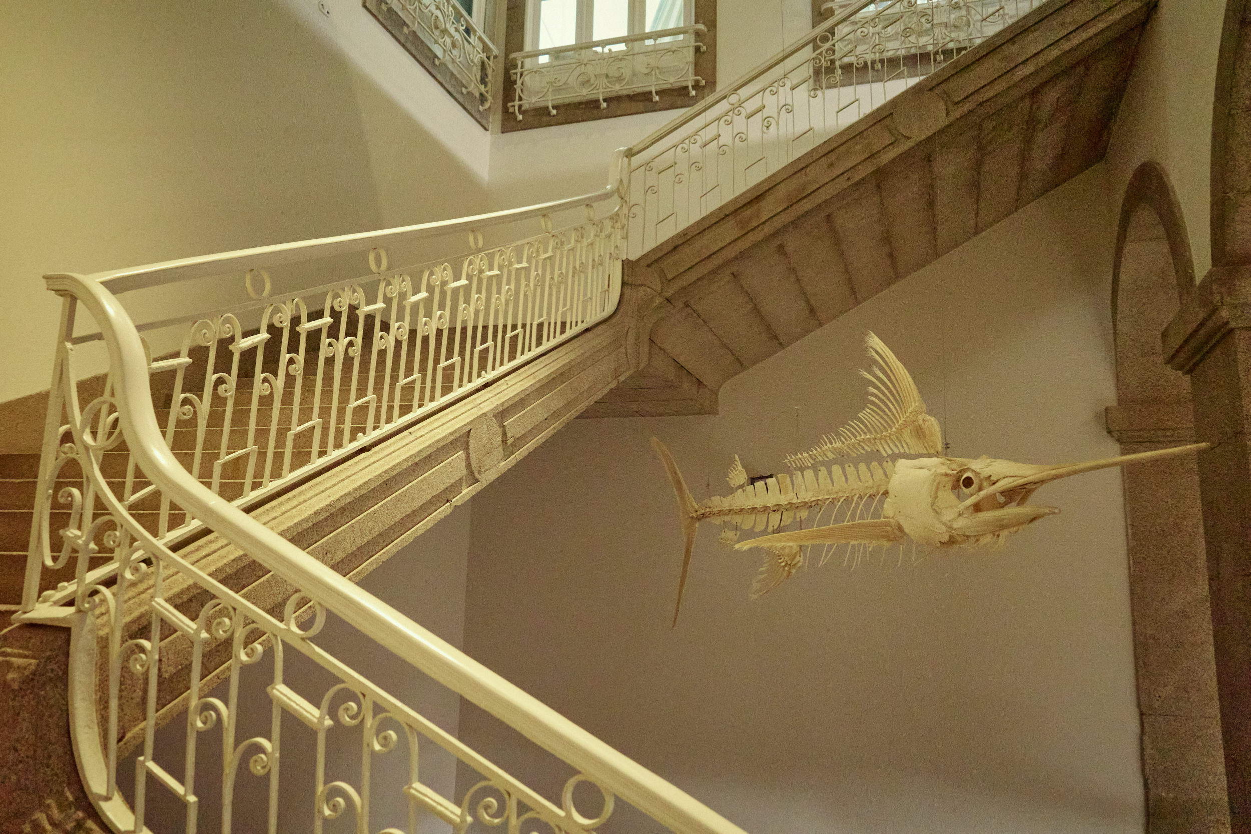 Natural History Museum of the Porto University