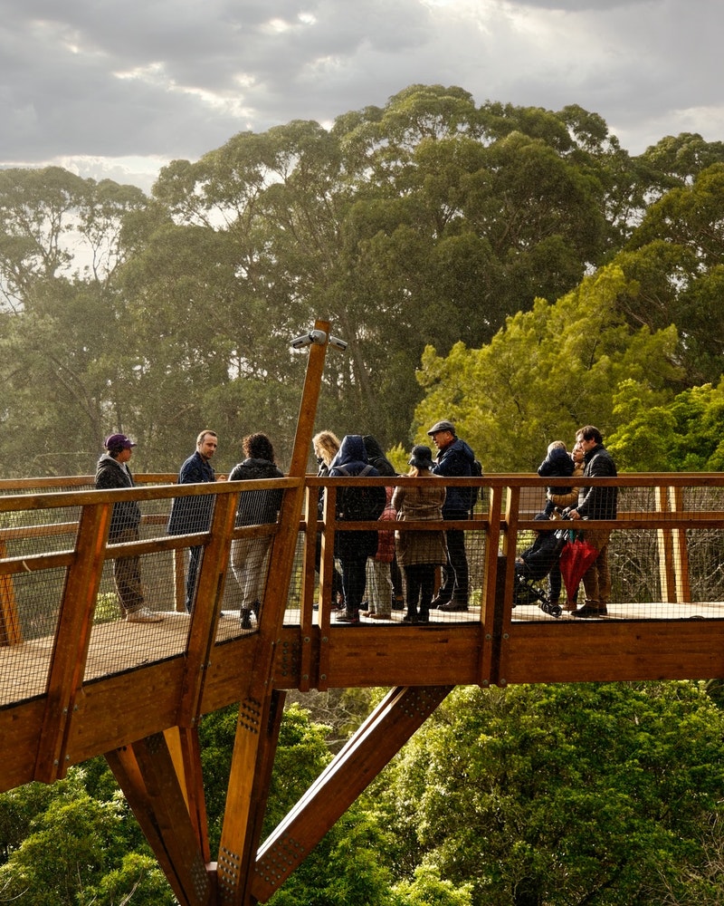 Visit - Workshop to the Treetop Walk - Event