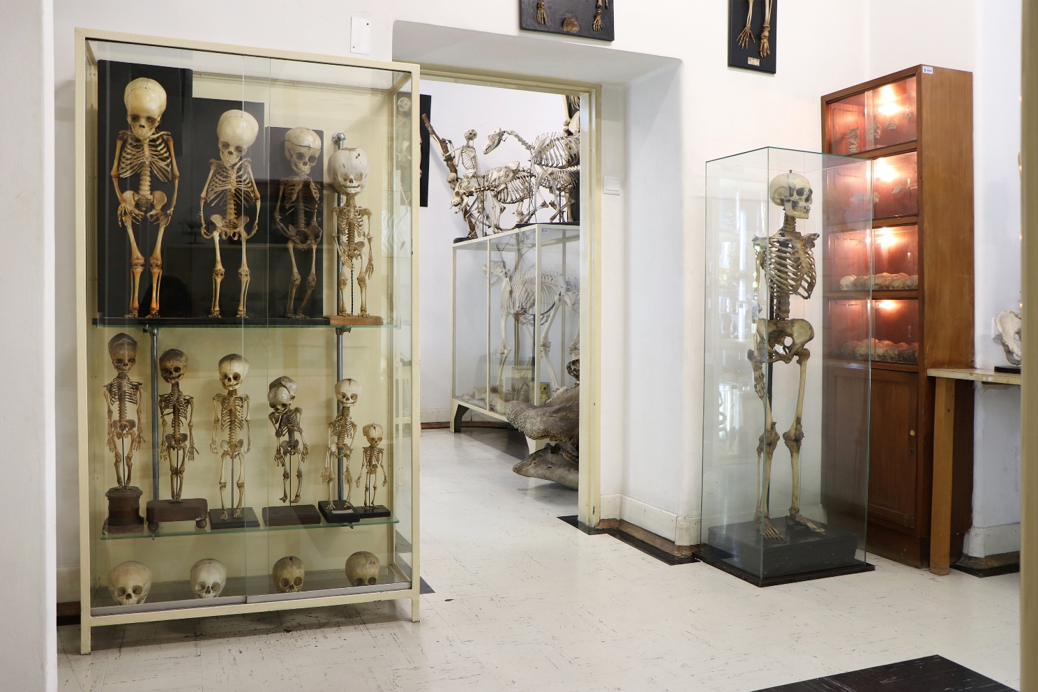 Museum of Anatomy of Porto´s University Faculty of Medicine
