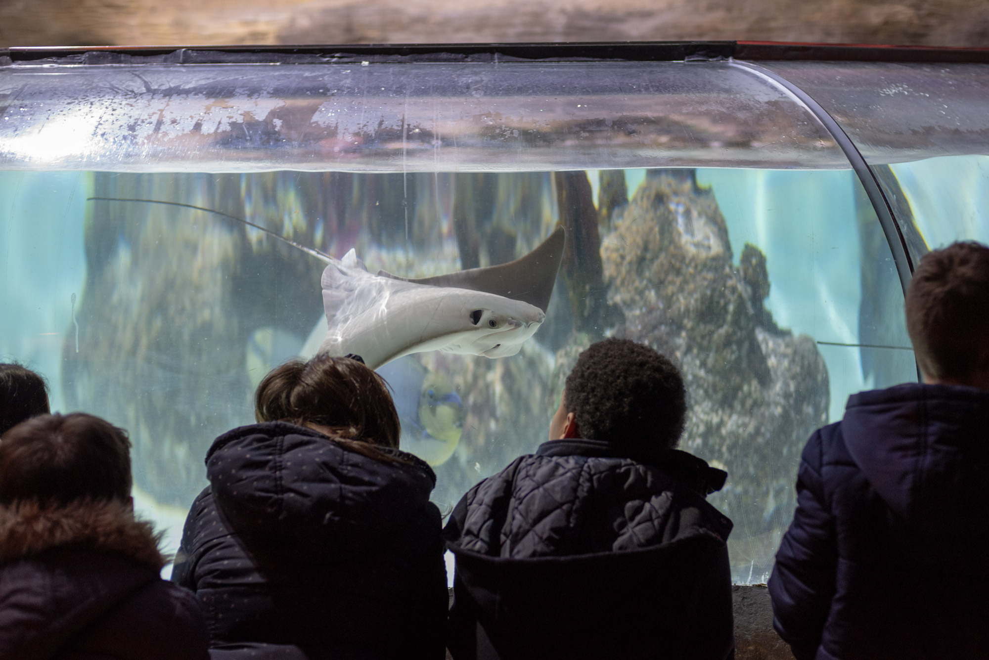 SEA LIFE Porto - Museums & Thematic Centres